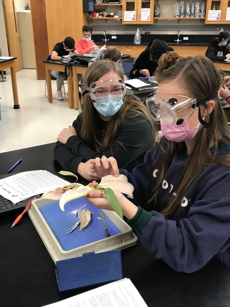 PHS students performing flower dissections.