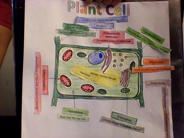 6th Grade Plant Cell Model