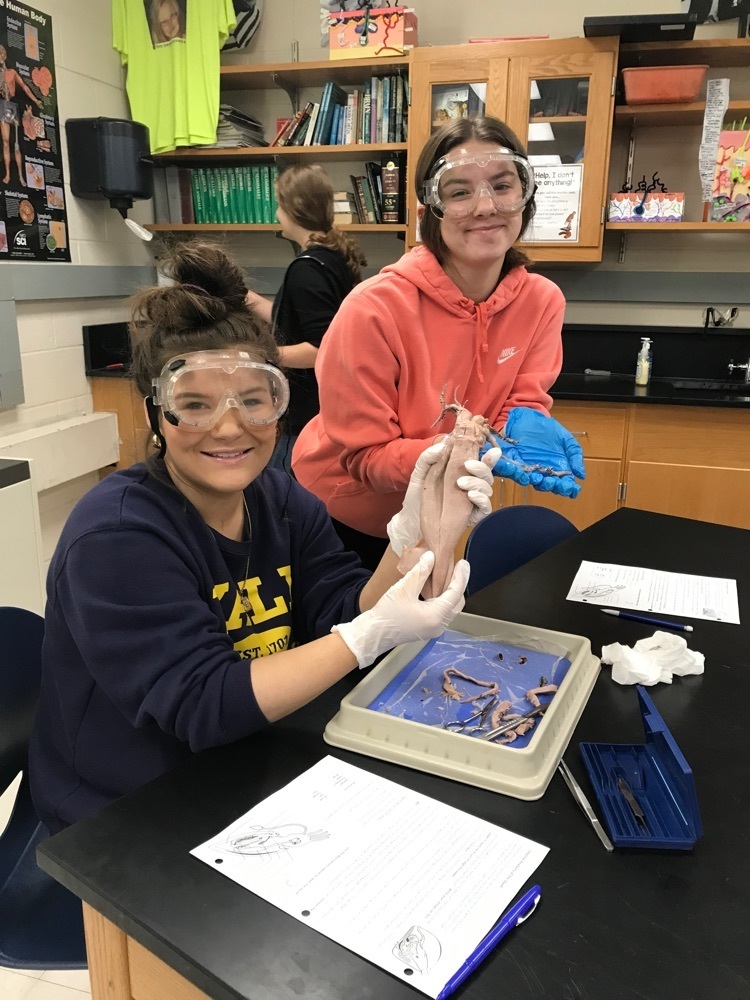 Students dissecting squid. 