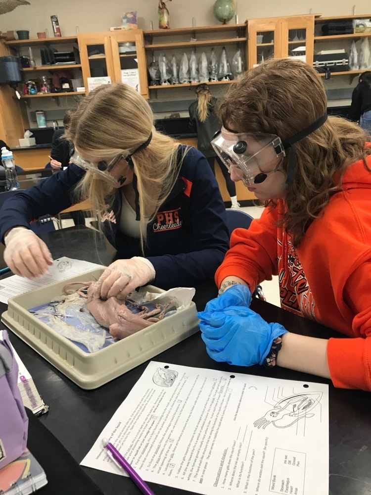 Students dissecting squid. 