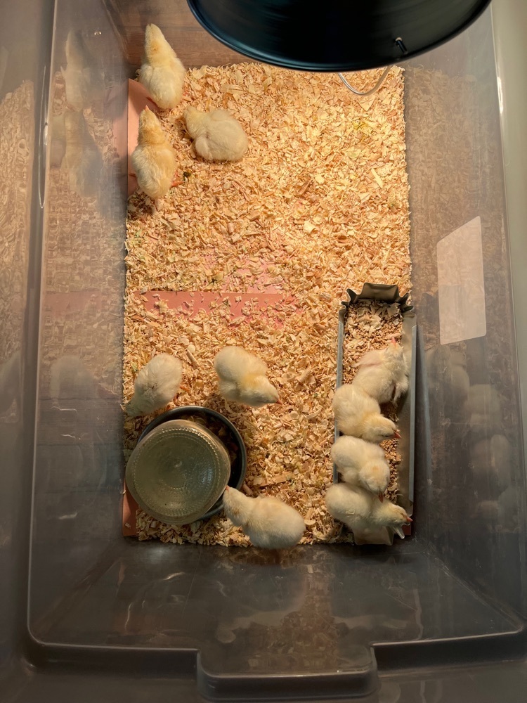 chicken hatching
