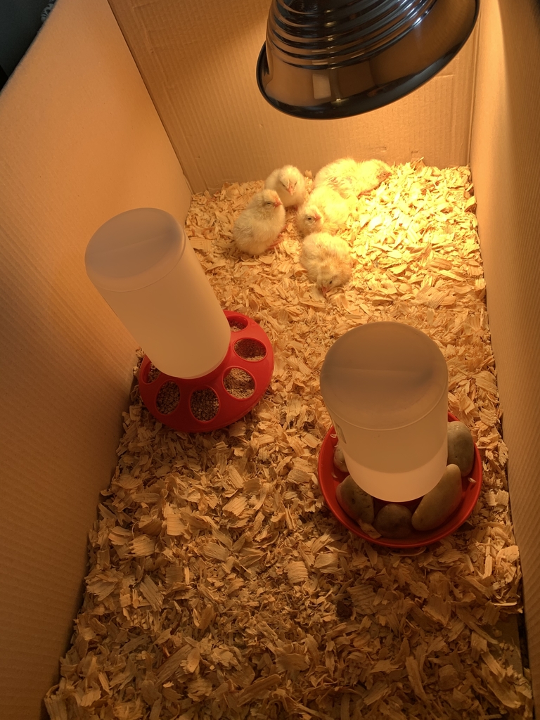The chicks enjoying their new home 